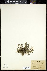 Phacelia platycarpa image