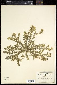 Phacelia platycarpa image