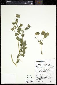 Phacelia ramosissima image