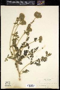 Phacelia ramosissima image