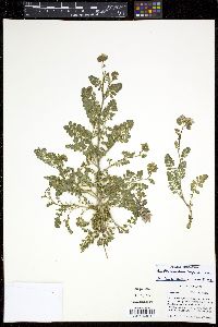 Phacelia ramosissima image