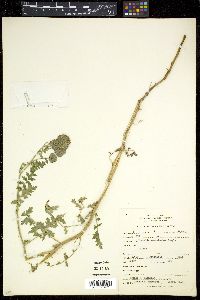 Phacelia ramosissima image