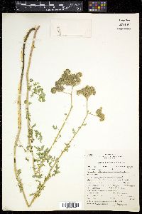 Phacelia ramosissima image