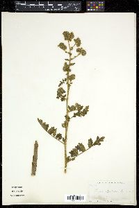 Phacelia ramosissima image