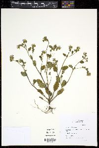 Phacelia suaveolens image