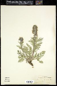 Phacelia sericea image