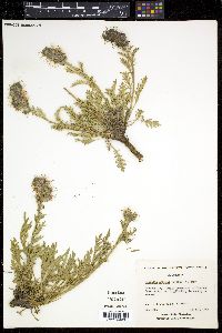 Phacelia sericea image