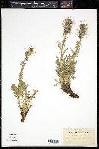 Phacelia sericea image