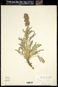 Phacelia sericea image