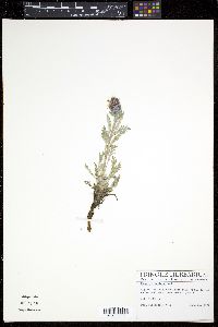 Phacelia sericea image