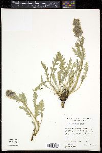 Phacelia sericea image