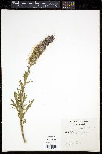 Phacelia sericea image