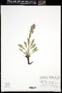 Phacelia sericea image