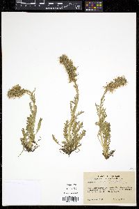 Phacelia sericea image