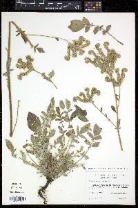 Phacelia sericea image