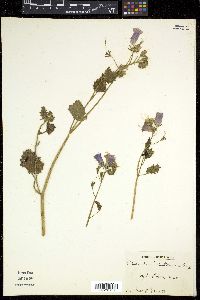 Phacelia whitlavia image