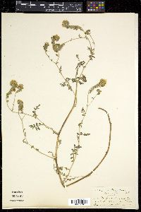 Phacelia tanacetifolia image