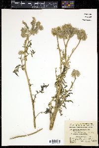 Phacelia tanacetifolia image