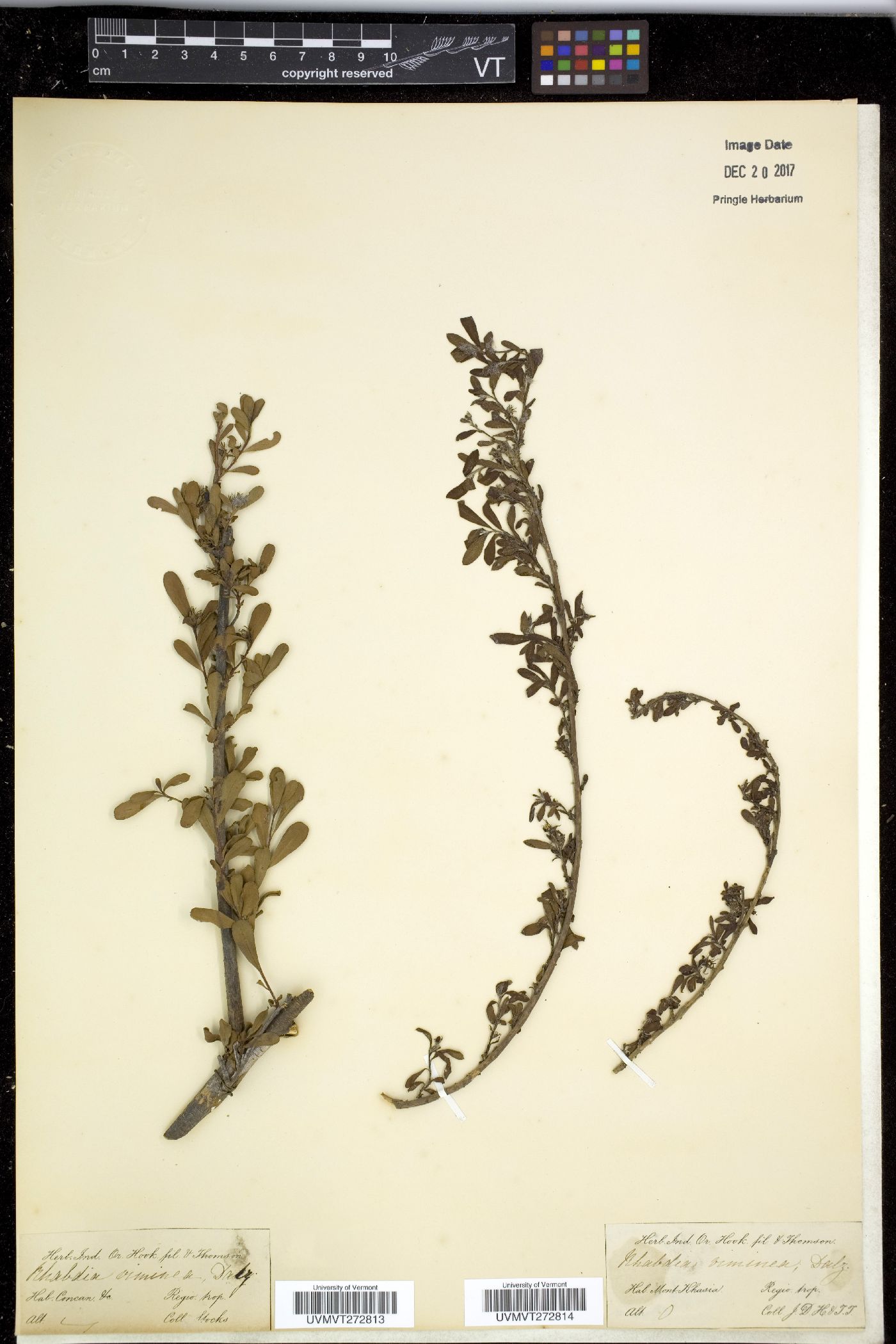 Ehretia aquatica image