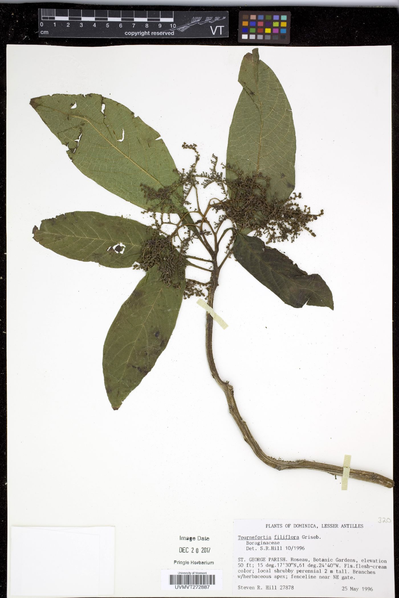 Tournefortia filiflora image
