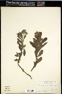 Tournefortia sibirica image