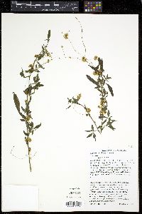 Cuscuta cuspidata image