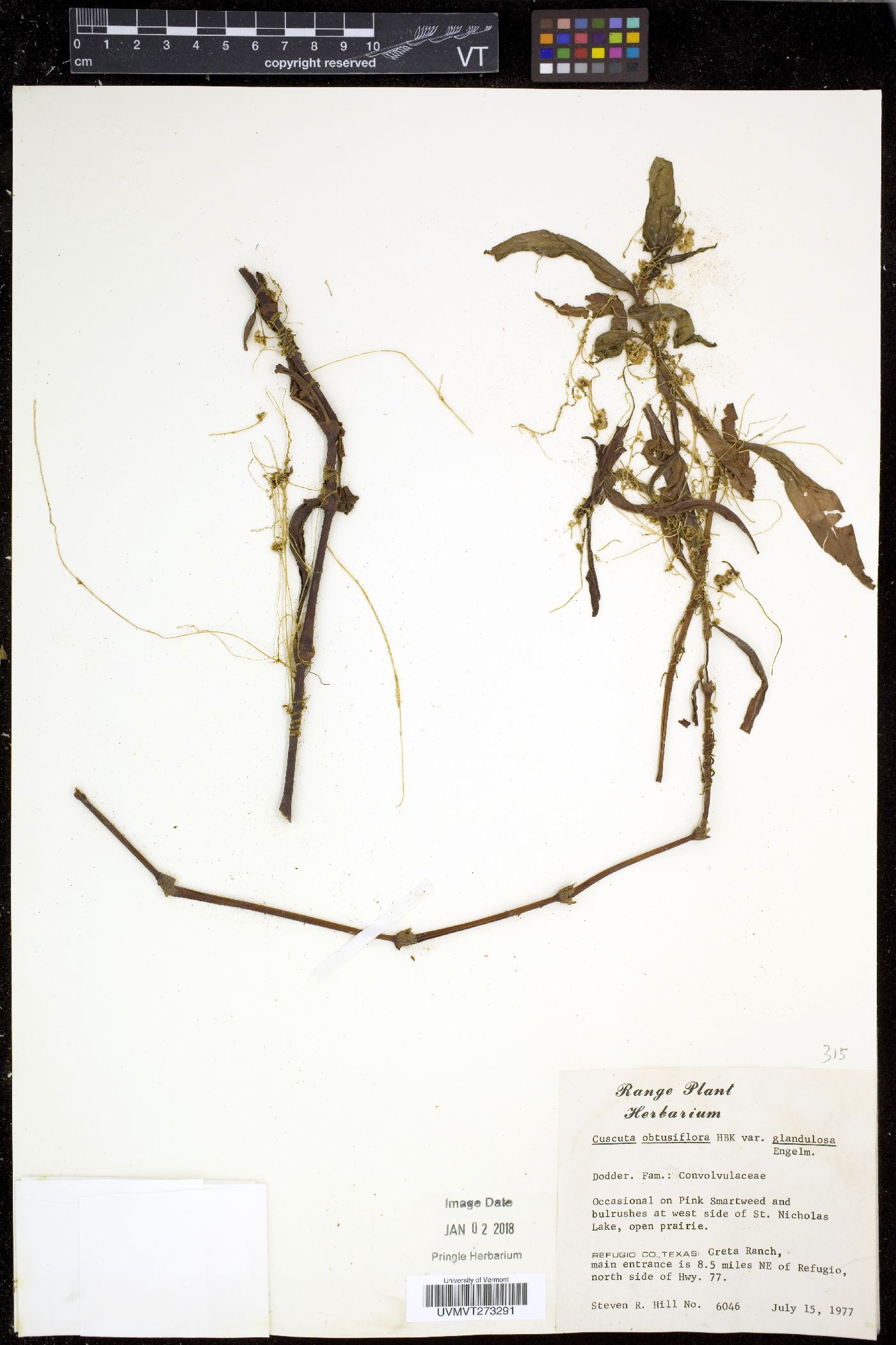 Cuscuta obtusiflora image