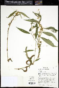 Cuscuta polygonorum image