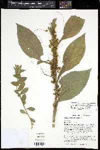 Cuscuta campestris image