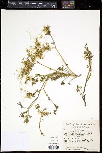 Cuscuta umbellata image