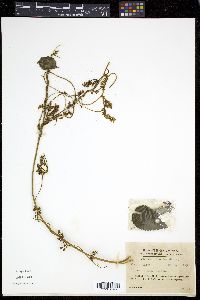 Cuscuta japonica image
