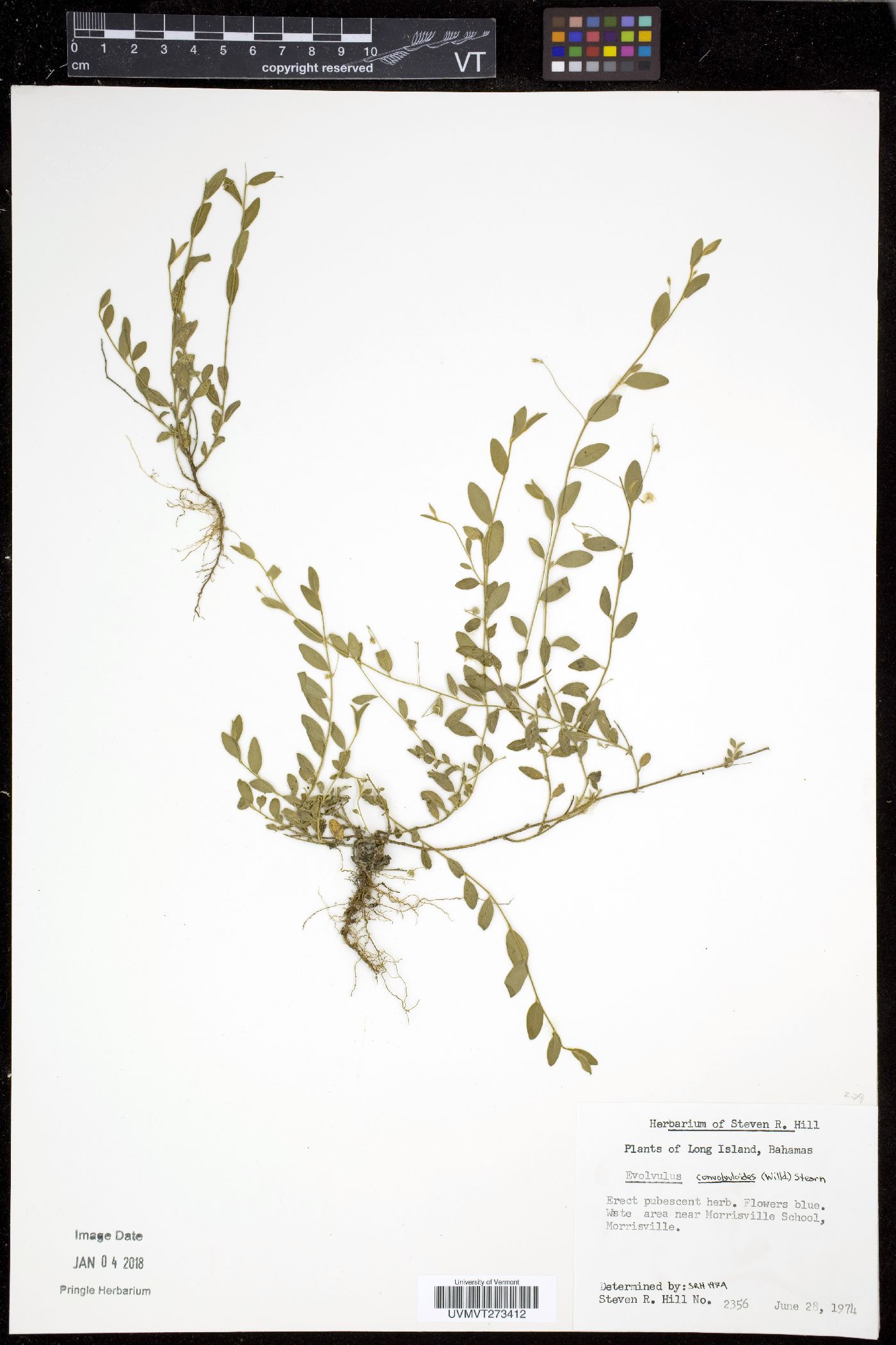 Evolvulus convolvuloides image