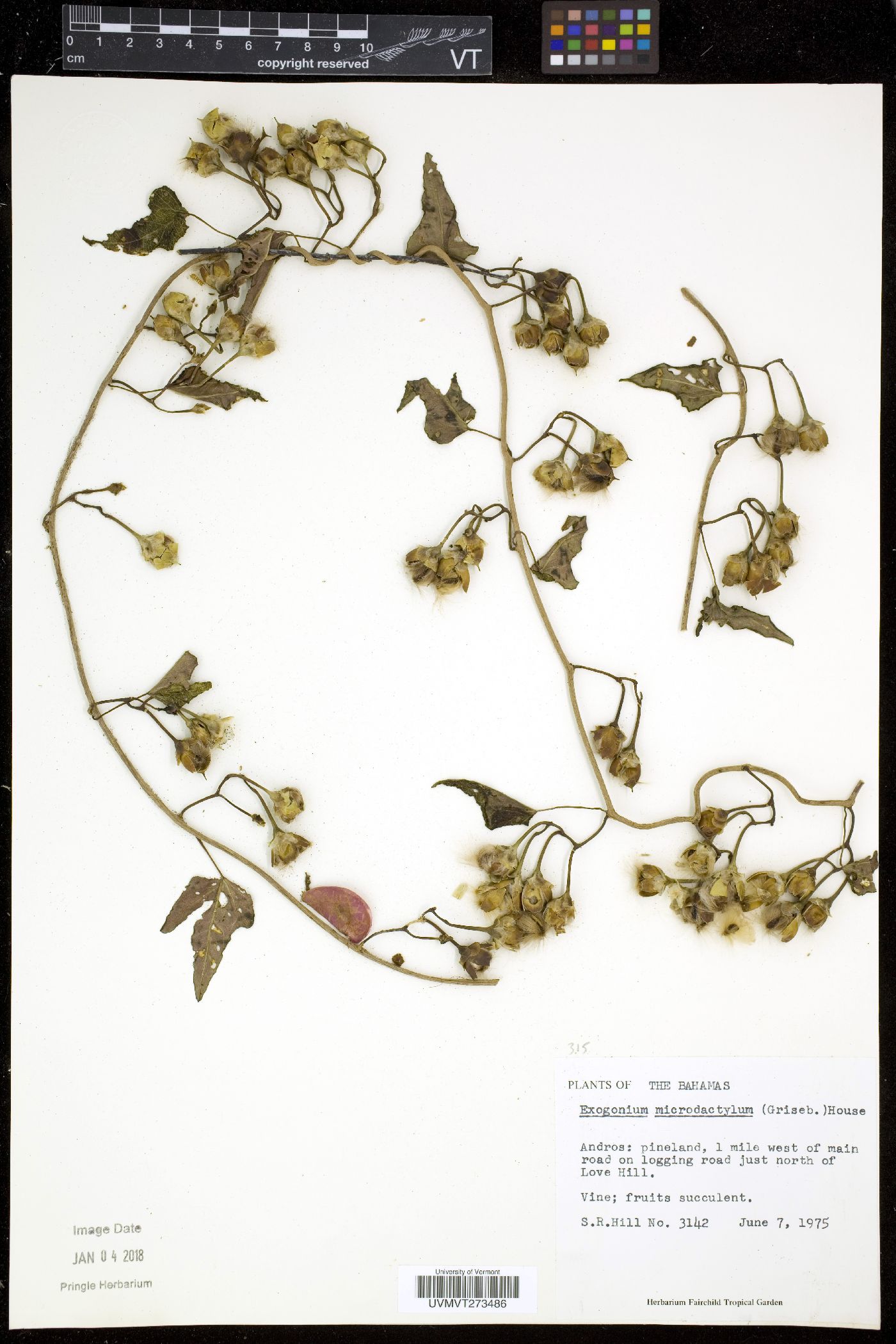 Exogonium microdactylum image