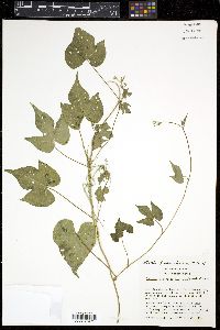 Ipomoea hederacea image