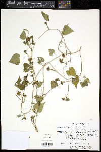 Ipomoea lacunosa image