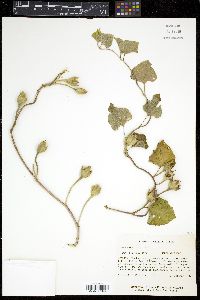 Ipomoea macrorhiza image