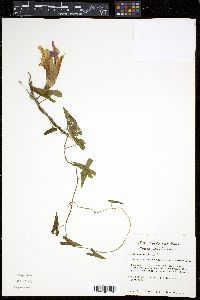 Ipomoea sagittata image