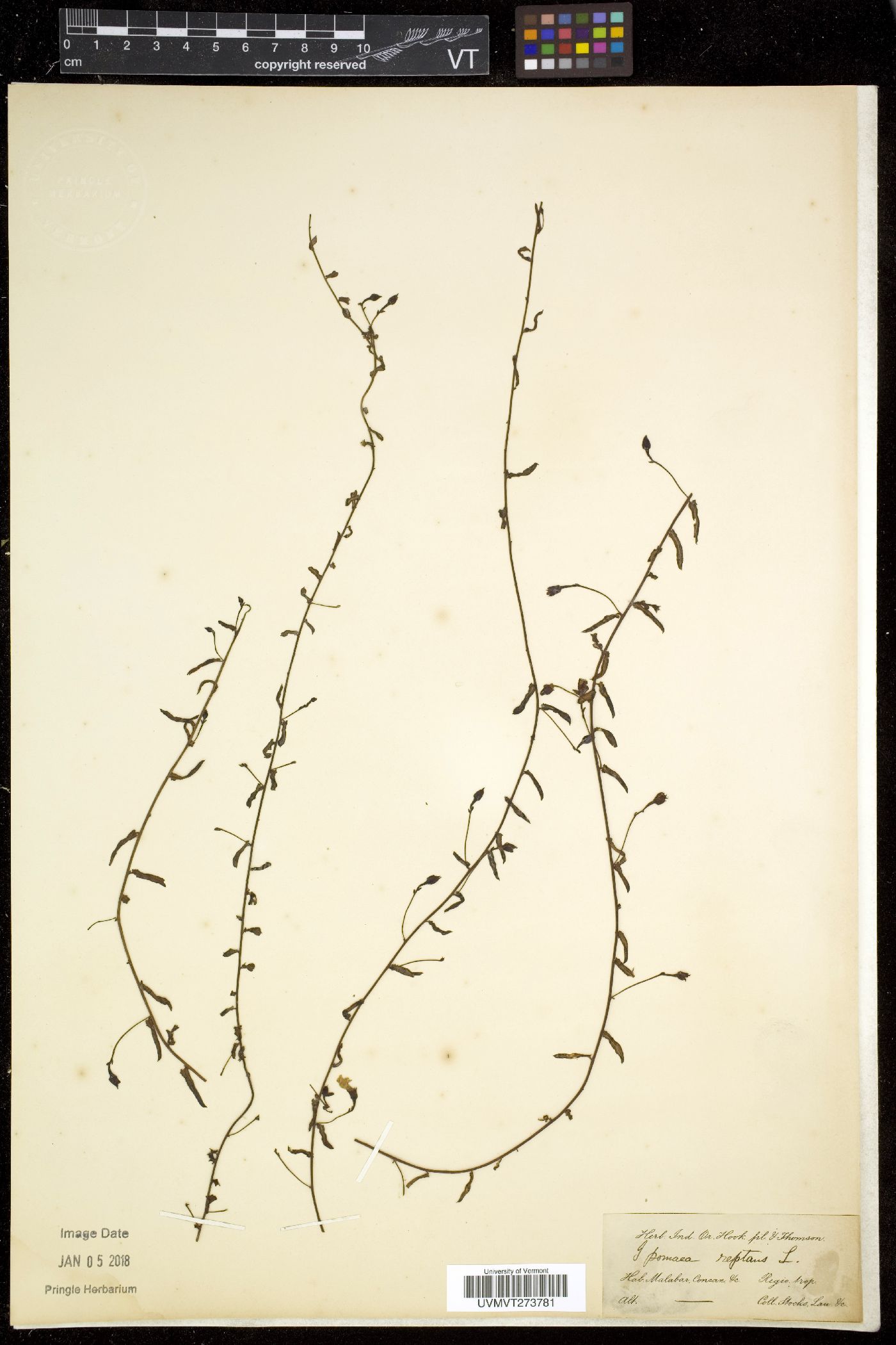 Ipomoea aquatica image