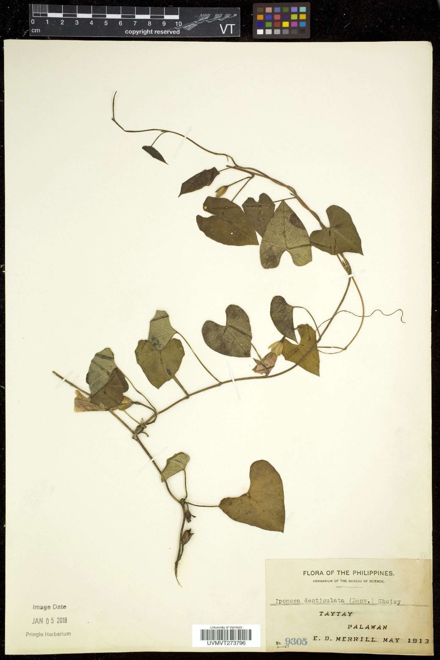 Ipomoea denticulata image