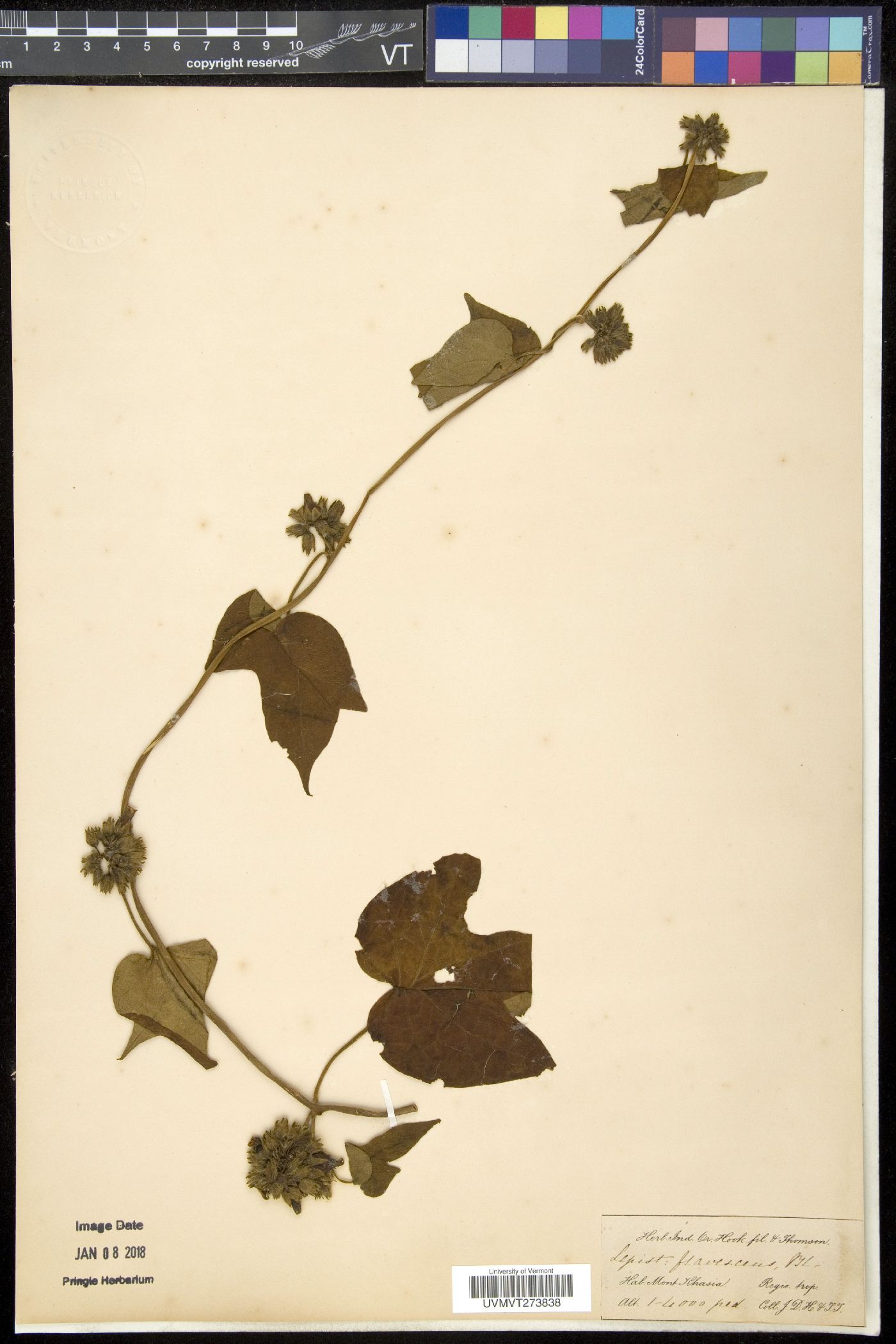 Ipomoea binectarifera image