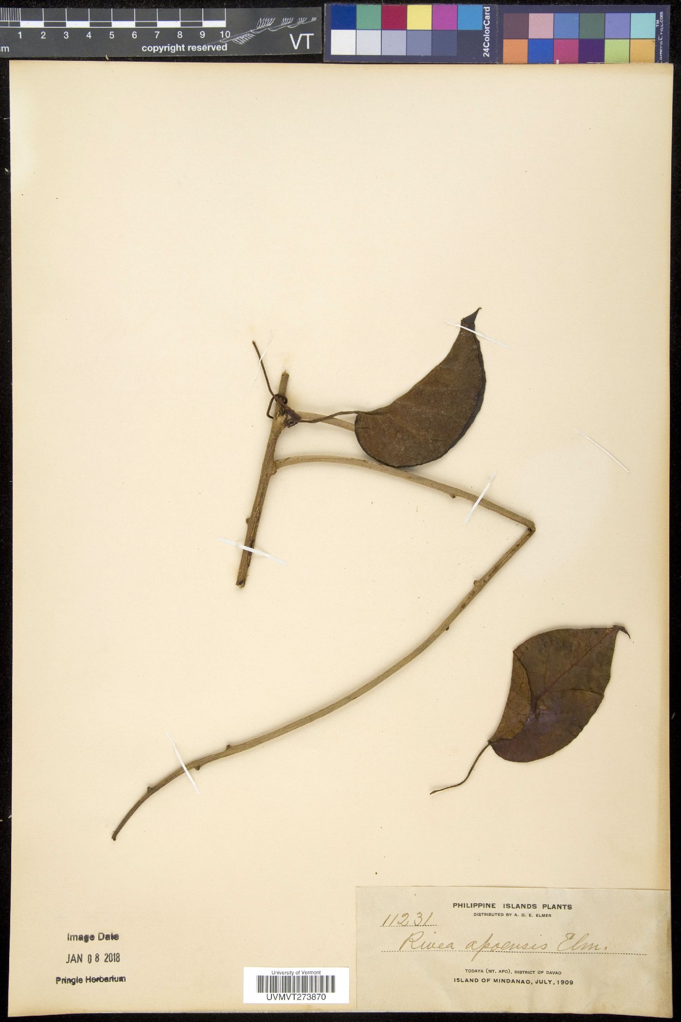 Ipomoea apoensis image