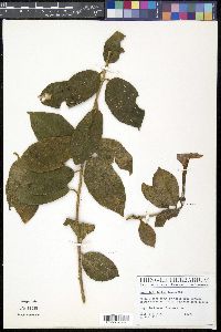 Brunfelsia lactea image