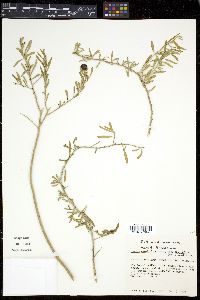 Lycium carolinianum image