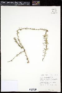 Lycium carolinianum image