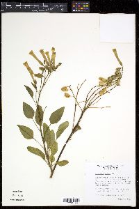 Nicotiana glauca image