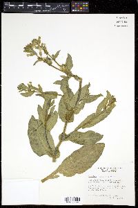 Nicotiana obtusifolia image