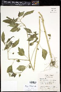 Physalis angulata image