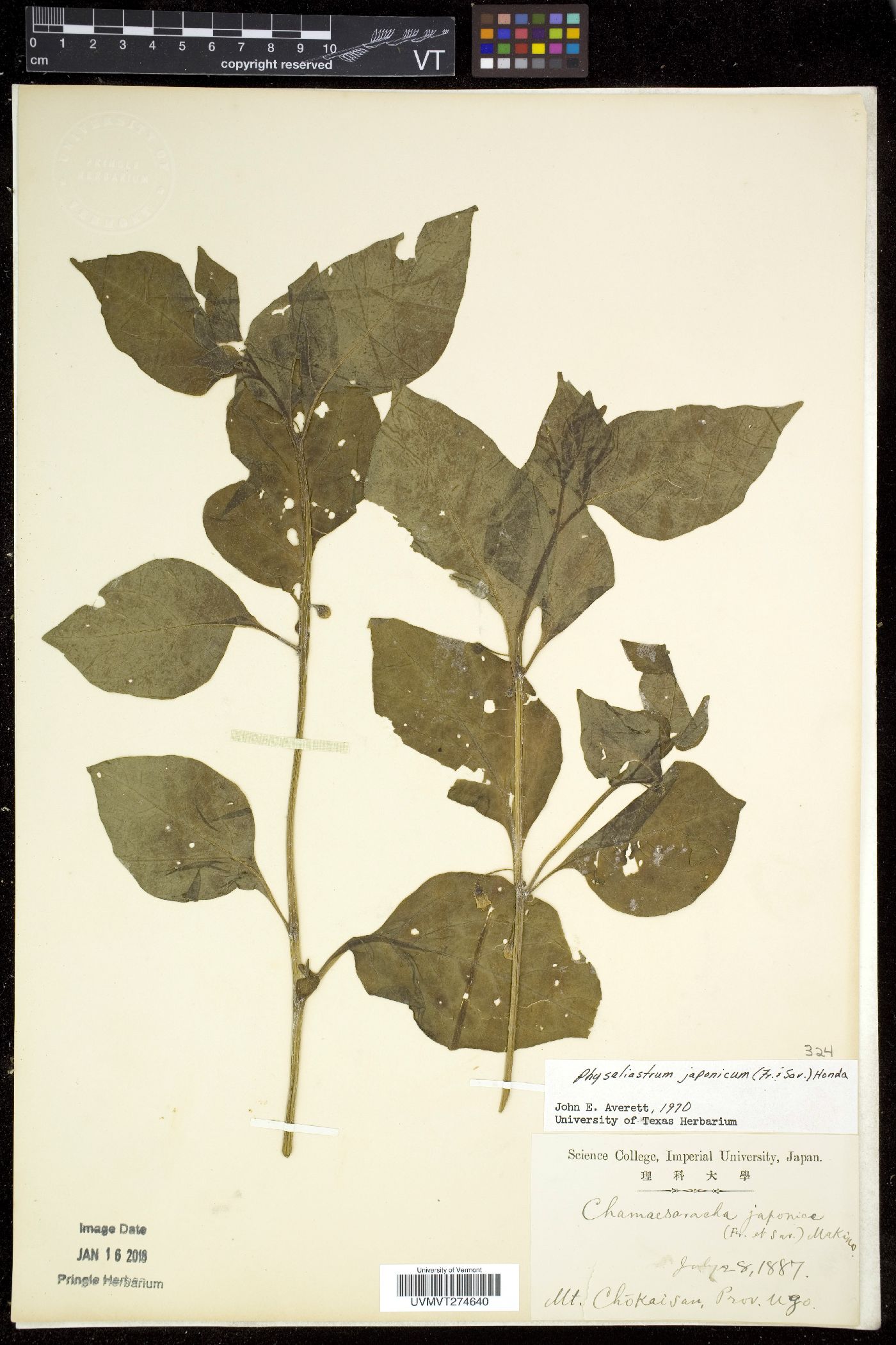 Withania japonica image