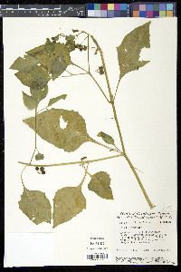 Solanum americanum image