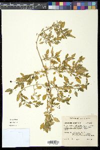 Solanum americanum image